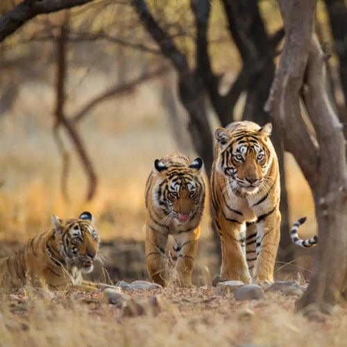 Wildlife & Adventure Tours